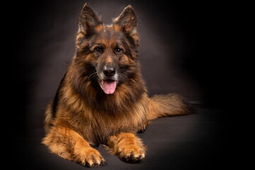 A bright German shepherd with a long coat sits on a black backgr