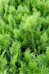 tuya east is green coniferous tree. young cypress trees branches and leaves of thuja variety aurea nana orientalis decorative plant on natural garden in summer day outdoor. nature landscape background