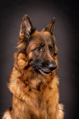 Head shot portrait of a beautiful german shepherd on a dark grey background