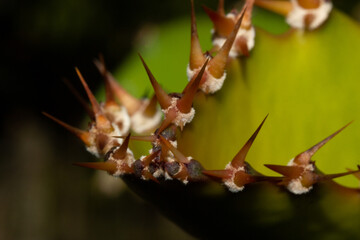 MACRO PHOTOGRAPHY OF THORNS FROM CACTUS CUTTING FROM DRAGON FRUIT OR PITAHAYA WITH OUT OF FOCUS BACKGROUND