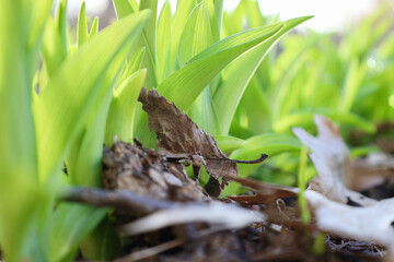Green lily bed sprouting in early spring