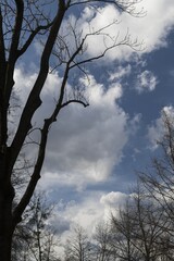 The clouds, contrast and beautiful scenery, beautiful weather and life. Foreground silhouettes of trees.