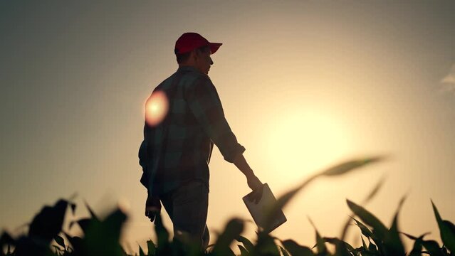 Agriculture. Plantation of green corn. Harvest of agricultural produce. Farmer with a tablet in corn field. Farmer at sunset in field. Rural business Agriculture concept. harvesting on farm in autumn
