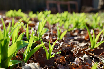 Green lily bed sprouting in early spring