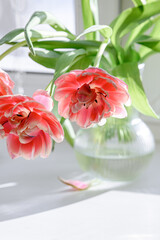 Delicate pink tulips in a vase on a white background. Selective soft focus.