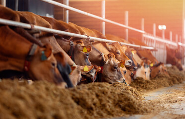 Fototapeta Cows jersey looks into frame with smart collar in modern farm livestock husbandry animal obraz