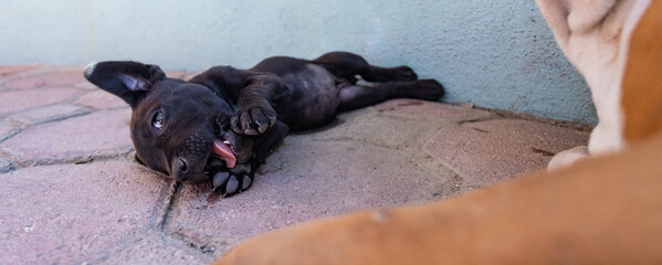 Baby black dog lay down close to mum. Family relationship and animal behaviors.  Pupuuy suck her...
