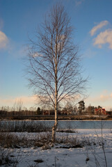 A tall and lonely tree