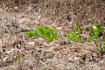 Skunk Cabbage (Symplocarpus foetidus) Growing in a Rual Country Wooded Area
