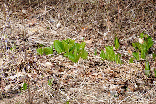 Skunk Cabbage (Symplocarpus foetidus) Growing in a Rual Country Wooded Area