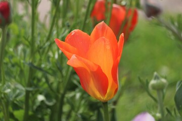 Obraz premium Tulipe