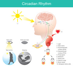 Circadian Rhythm. Diagram human body physical, mental, and behavioural changes that follow a 24-hour cycle.
 - obrazy, fototapety, plakaty