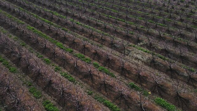 Aerial shot of moving forward shot of agricultural field at Israel, Golan Heights, Mevo Hama.