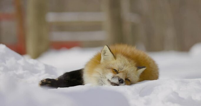 Beautiful Fox in the Snow