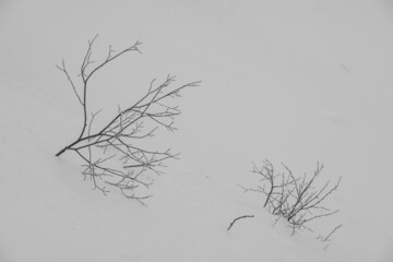 Shrub branches sticking out of the snow on mountain slopes in Krasnaya Polyana
