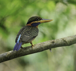 Shallow focus shot of a Rufous-collared kingfisher perched on a tree branch with blurred background
