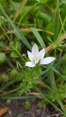 Fleurs des Champs