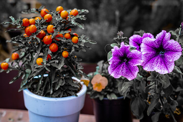 Selective focus shot of Solanum pseudocapsicum and Petunia flowers in pots