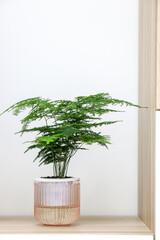 Asparagus Setaceus (also known as Asparagus fern) plant in a clear pink pot displayed on wooden cabinet decorating the home