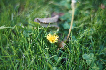Closeup shot of a common dandelion blossoming in the garden