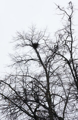 Graphic of the trees without leaves with black Raven's nest