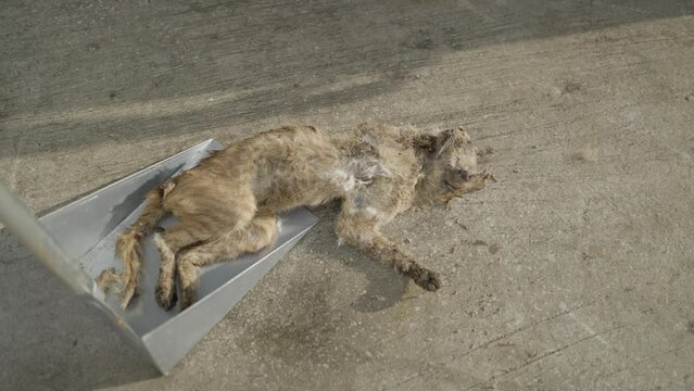 Brown Dead Cat on a scoop in Bangkok street
