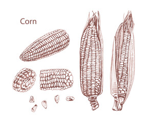 corn, cereal plants, label design Detailed sketch of corn, vector isolated object of cereal plant, botanical illustration for packaging design, label, brown liner hand drawing
