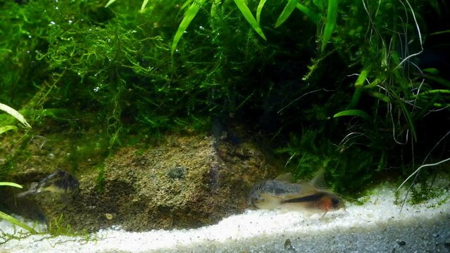 corydoras catfish species search for food and clean white sand substrate bottom, healthy aquatic plants in planted dutch style freshwater aquascape, java fern on stone, professional aquarium care