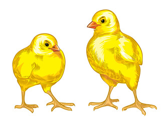 two yellow chicken, vector illustration isolated on white