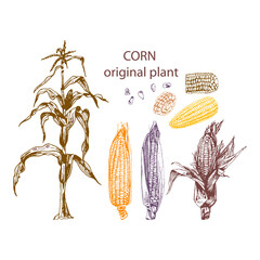 corn, set of images of ears of corn, plants, grains, cereal plant Drawing corn plant, cob, grains, detailed liner drawing, sketch, packaging design element, labels, menu, isolated vector object of a b