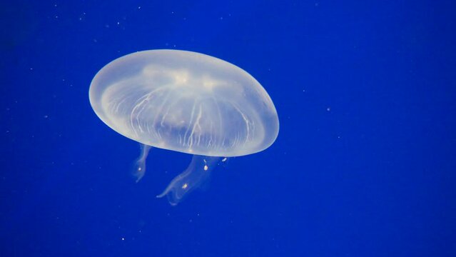 Close up shot of slowly floating Jellyfish swimming underwater in deep ocean lighting by sun