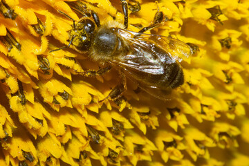 MACRO PHOTOGRAPHY  OF A BEE COLLECTING POLLEN IN THE CENTER OF A SUN FLOWER WITH MANY DETAILS AND ROOM FOR TEXT