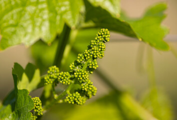 Early spring flovers vines, Southern Moravia, Czech Republic