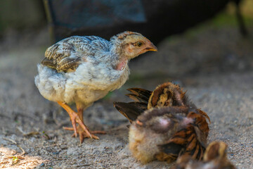 Obraz premium A chick raised by Indians in the Amazon River Basin