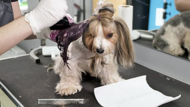 A female groomer paints the wool of a Yorkshire terrier in a barber shop