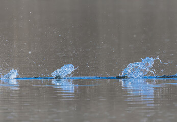 Fototapeta premium Waves on the surface of the water from a collision. Drop of water drop to the surface.