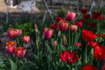 red tulips in the garden