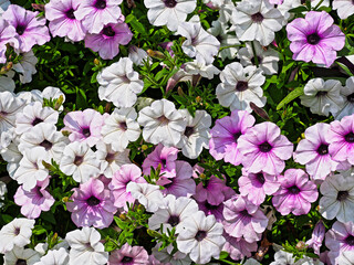 Close-up shot of some white and pink petunias growing in the garden. - obrazy, fototapety, plakaty