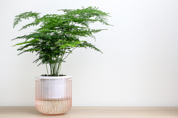 Asparagus Setaceus (also known as Asparagus fern) plant in a clear pink pot on a wooden table, decorating home interior
