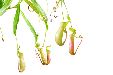 Pitcher Plants, Nepenthes Isolated on White Background with Clip