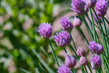 Lush flowering chives with purple buds in the garden. Wild Chives flower or Flowering Onion, Allium Schoenoprasum , Chinese Chives, Schnittlauch, Garlic Chives. Shallow depth of field