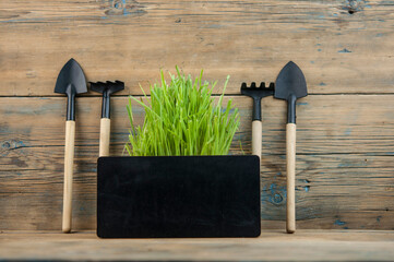 gardener's inventory, shovel, rake, grow together with green grass on a white background. The...
