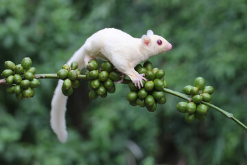A young albino sugar glider is foraging on a branch of a robusta coffee tree. This mammal has the...