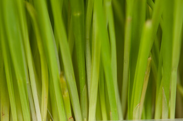 Fototapeta na wymiar green young wheat sprout