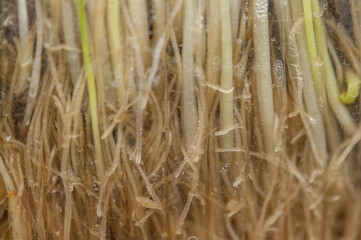 green young wheat sprout