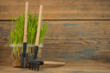 gardener's inventory, shovel, rake, grow together with green grass on a white background. The...