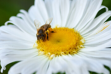 Obraz premium honey bee on a white flower of chamomile collect nectar