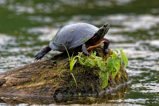 European bog turtle resting on a mossy stone in a pond