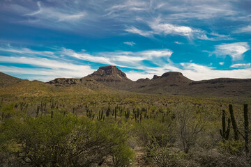 Cactus and Mountain Landscape in Baja California, Mexico