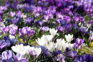 many small lilac and white crocuses grow in the garden in spring. a sunny day. park , lots of crocuses
